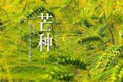 《芒种》古筝简谱（玉面小嫣然）