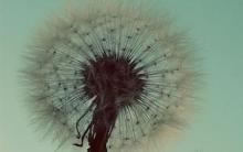 琴枫国乐（琴枫雅轩）都有哪些古筝老师？