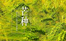 《芒种》古筝简谱（玉面小嫣然）